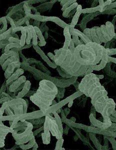 streptomyces genome