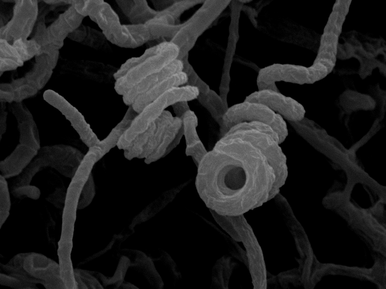 Scanning Electron Microscope of spores of Streptomyces avermitilis sp