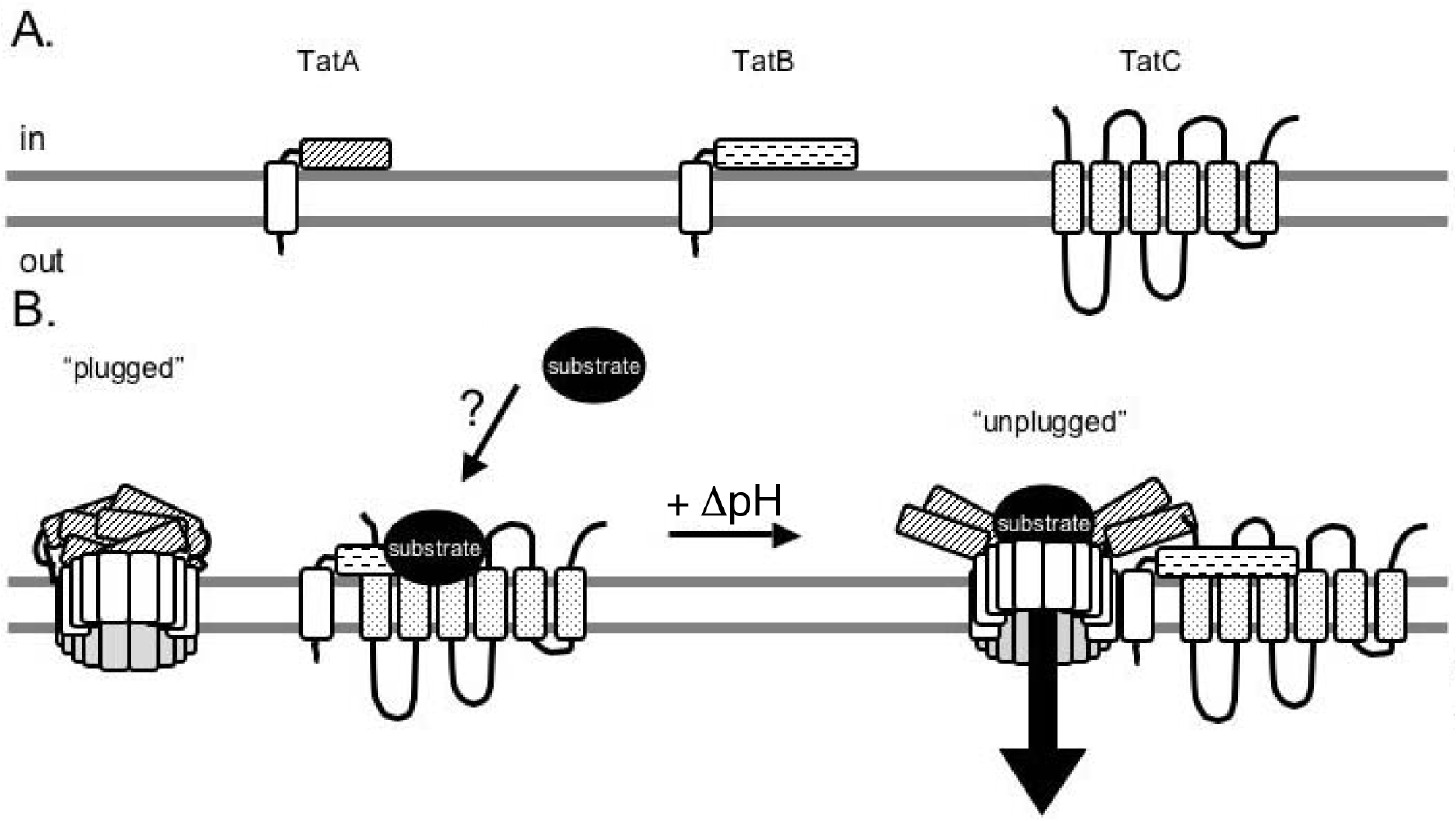 Tat Pathway